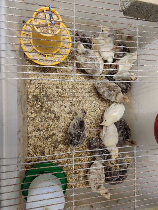 Perus e galinhas de Angola