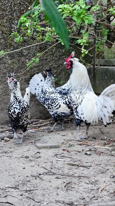 Ovos paduana camurça, Appenzeller, Pequim e Sultanas, sebright dourada