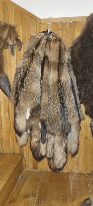 Skóra z jenota nowa