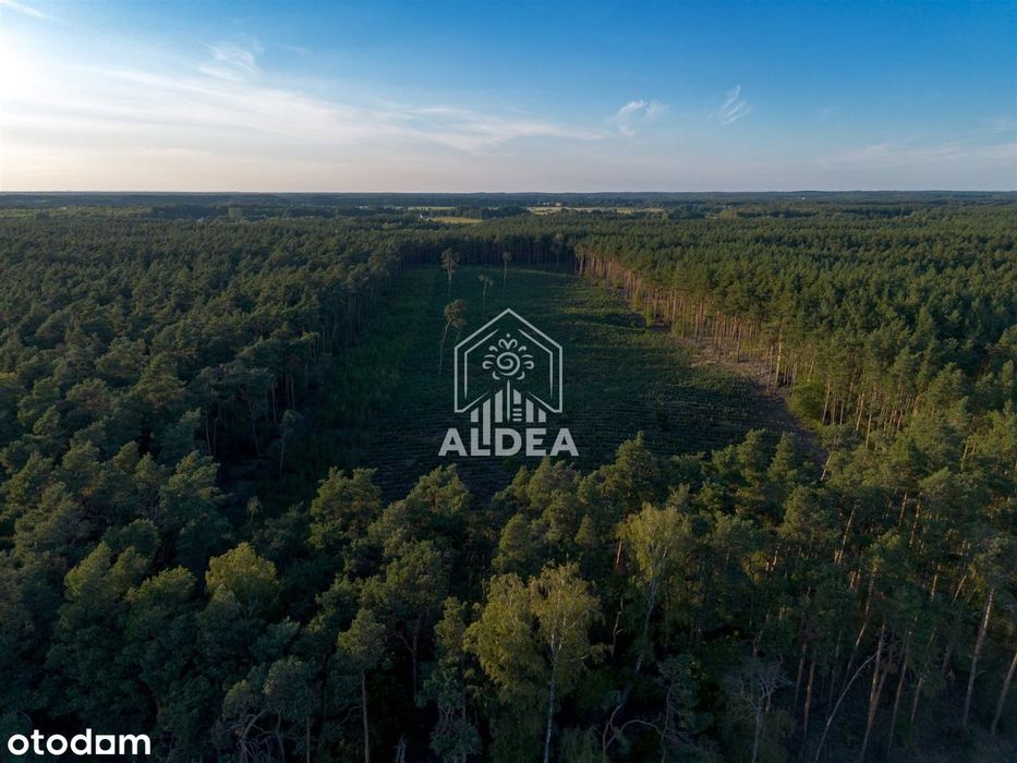 Działki budowlane pod lasem w Jakubowie