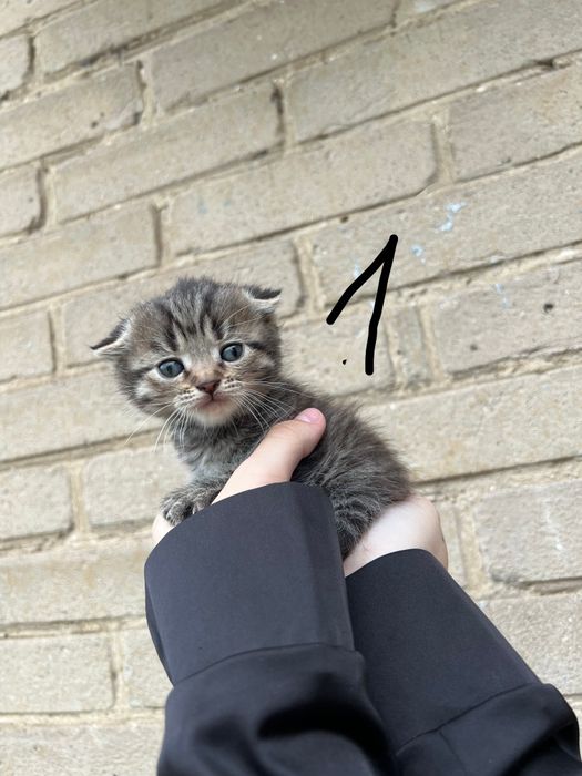 Котята в добрі руки
