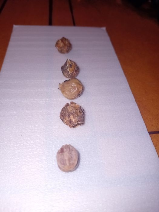 Semente jacaranda (embalagem 5 sementes)