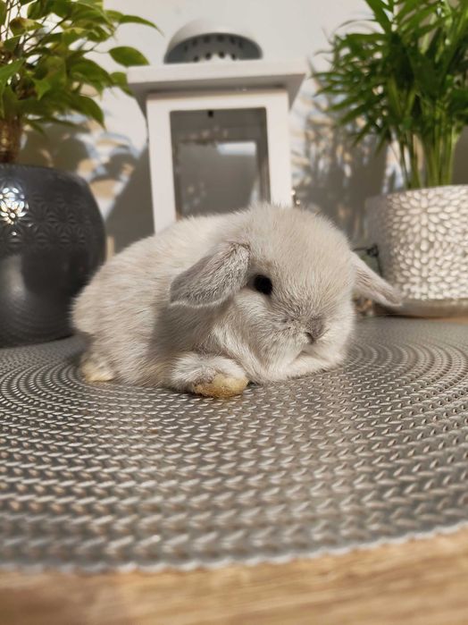 Piękne króliczki Mini Lop. Maluszki do rezerwacji.