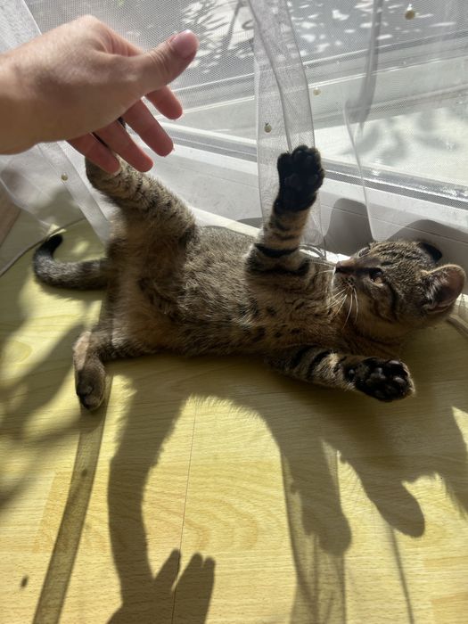 Віддам кошеняток в добрі руки