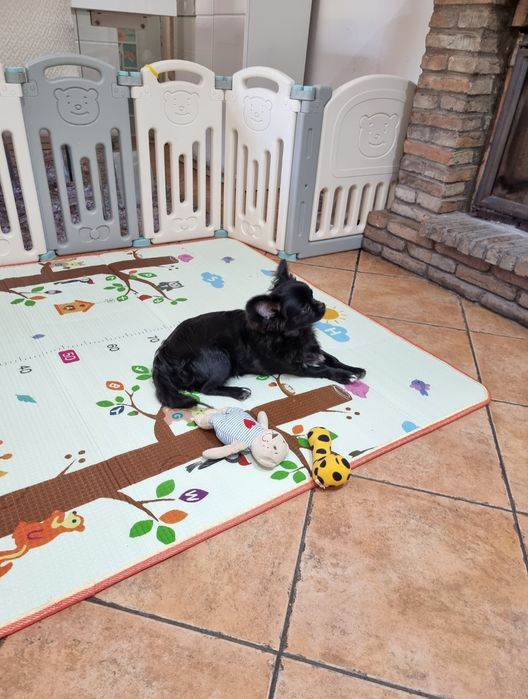 chihuahua macho pêlo longo idade 6 meses exemplar top super meiguinho