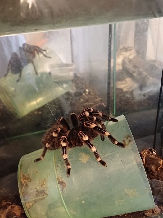 Sprzedam Acanthoscurria geniculata