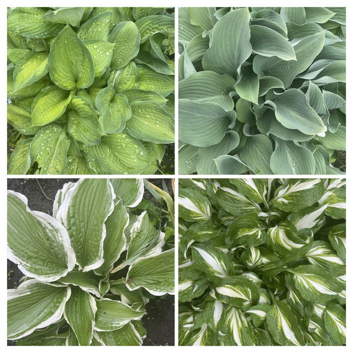 ХОСТА. Різні види