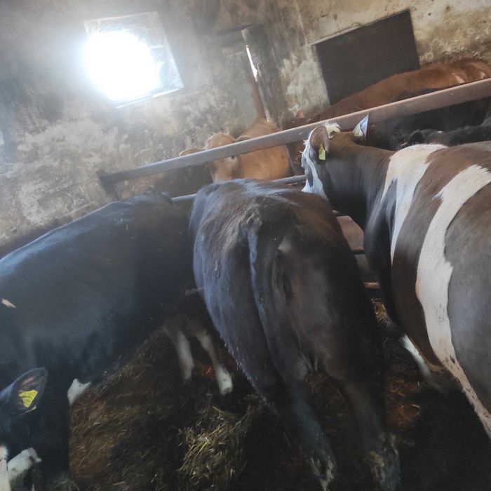 Sprzedam jałówkę mięsną krowę ok. 600kg simental,limousine czarna,17zł