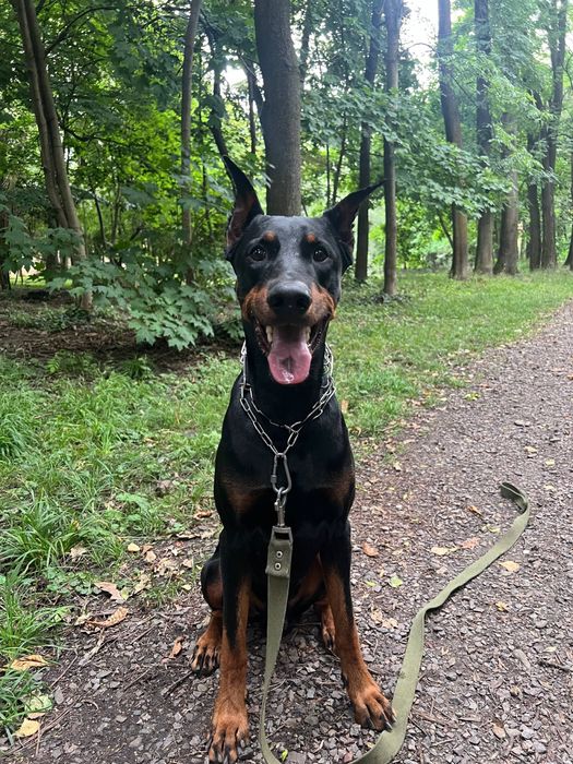 Предлагается доберман для вязки