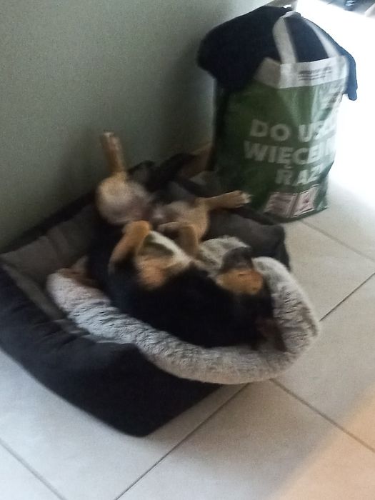 Przekażę psa do domu który go pokocha