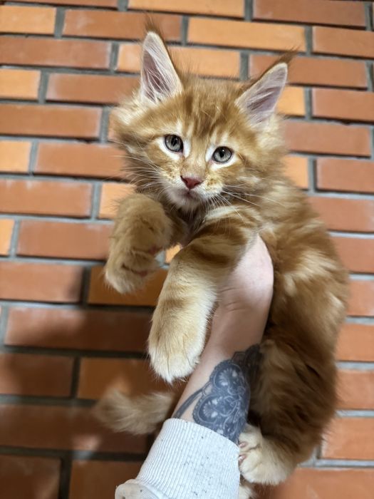 Мейн-Кун Крупный Мальчик Огненный Львенок с Гривой ,котята