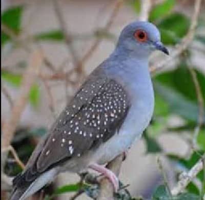 Rolas diamante  de 2025