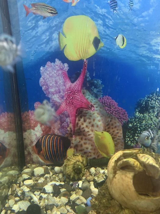 Цехліди чорнополосі