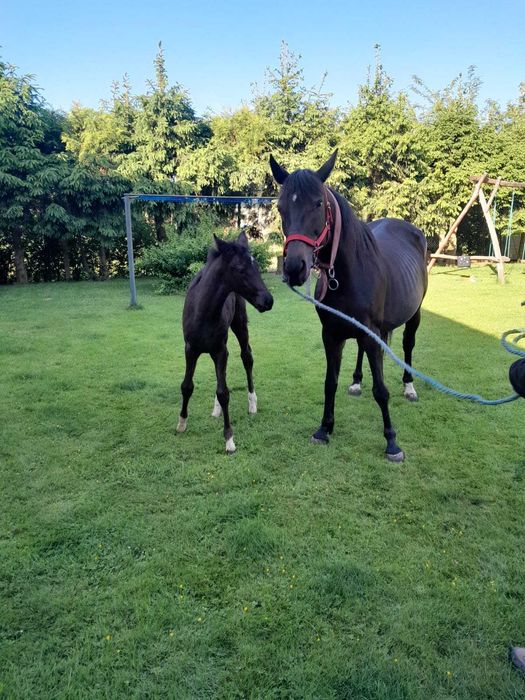 klacz wielkopolska + źrebak