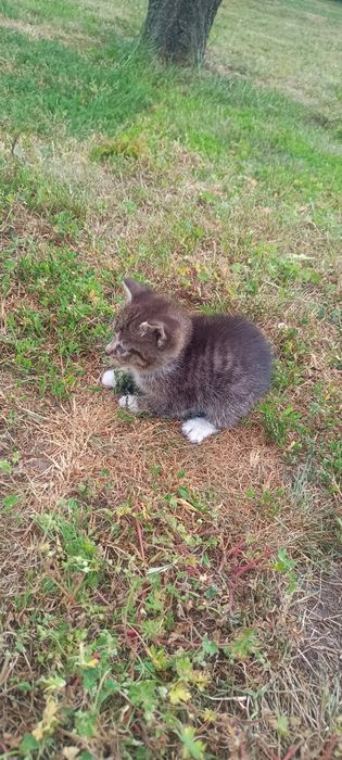 Kotek oddam za darmo