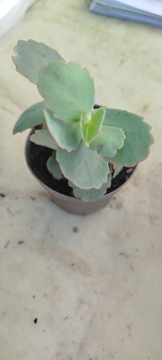 Suculentas por apenas 2€