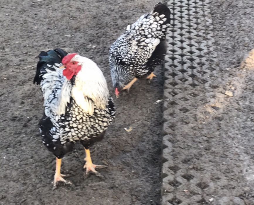 Jaja legowe od kur ozdobnych;   padewskie trojkolorowe i inne