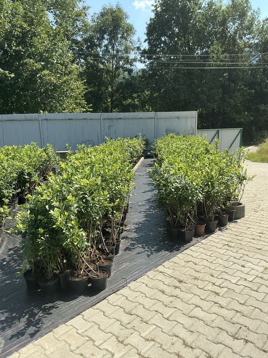 Krzewy Borówki Amerykańskiej  już owocuje