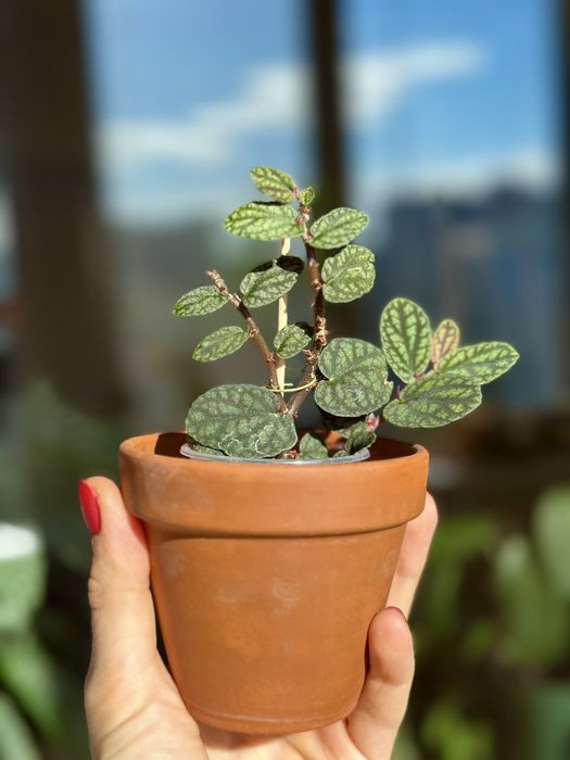 Великий вибір цікавих кімнатних рослин