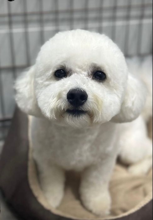 Бішон фрізе вʼязка