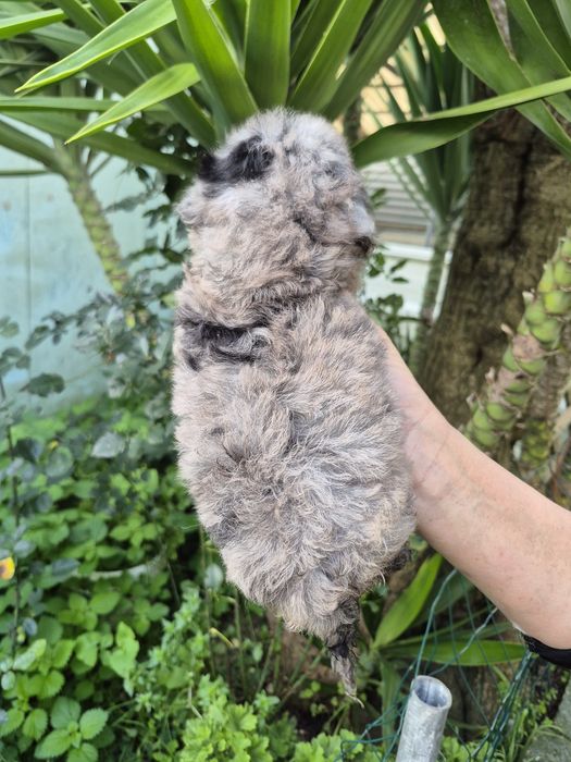 Caniche toy Arlequim