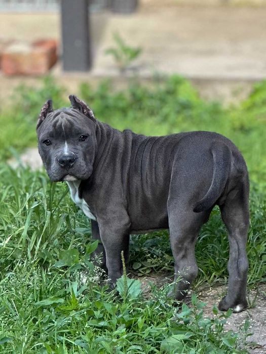 Кобель американского стаффордширского терьера АМСТАФФ АСТ щенок