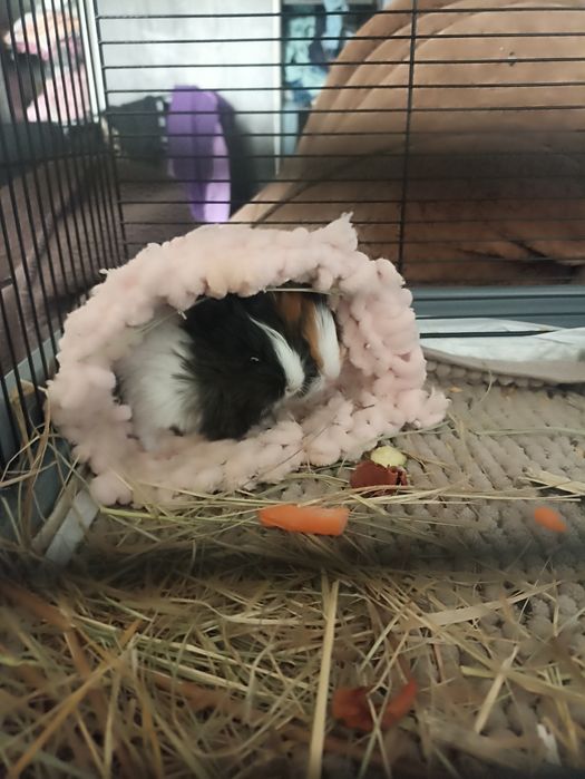 морские свинки  рыжему 1 месяц , белому 3 месяца