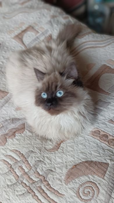 Невська маскарадна дівчинка 4 міс