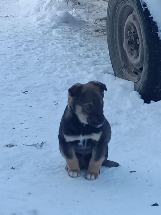 Віддам щенят у хороші руки. Веселі, активні, здорові