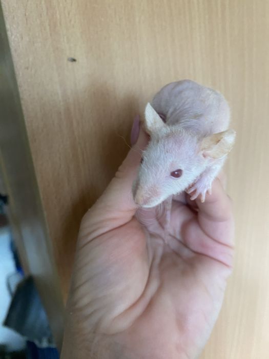 Маленькі щури криси пацючки