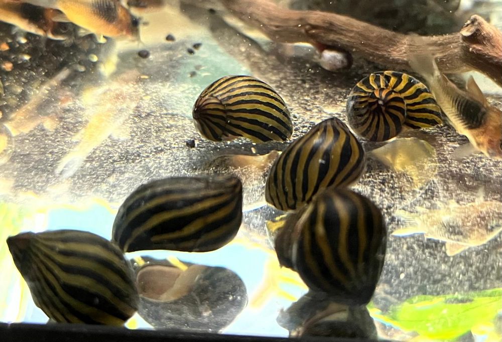 Rybki Akwariowe Detal Hurt Molinezje Mieczyki Gupiki Platki Kirysy