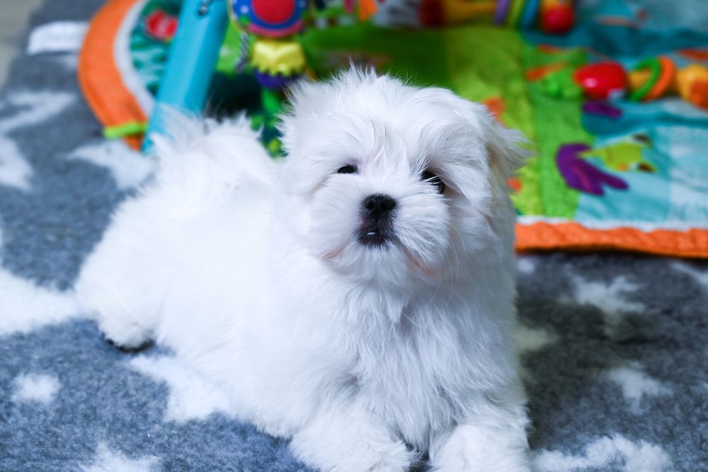 Мальтезе чудо дітки