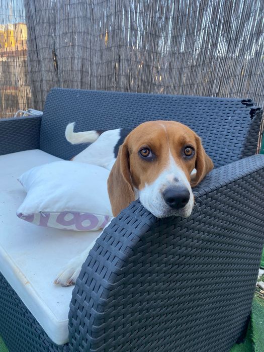 Beagle fêmea para adoção responsável