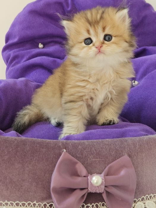 Золотая британская шиншилла кот котята котик хлопчик кіт