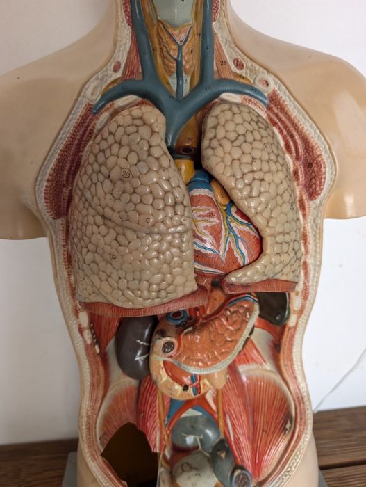 Modelo corpo humano