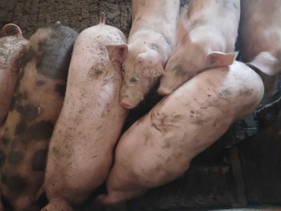 Продам свиней живою вагою 120-150кг