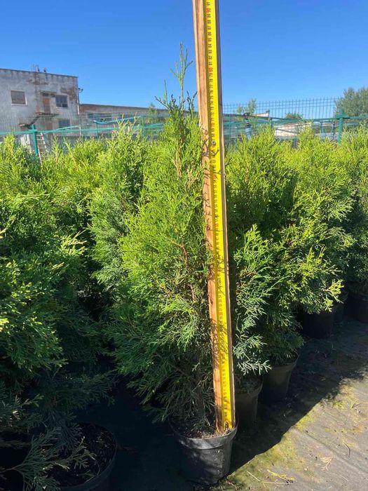 Саджанці туї смарагд, Tuja smaragd, туя смарагд 60-85см, рослини оптом, туя опт, саджанці опт, туя смарагд опт, tuja opt, туя роздріб