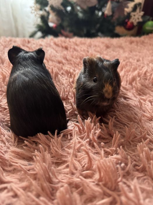 Морські свинки Рівне