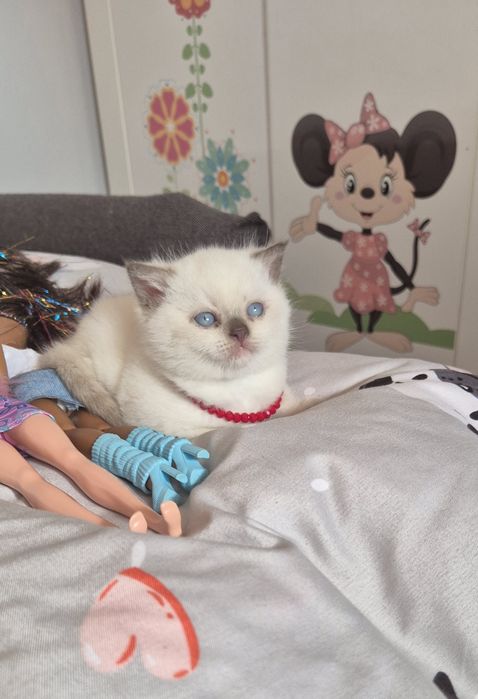 Kocurek brytyjski point czekolada