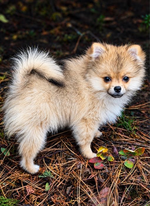 Sprzedam chihuahua