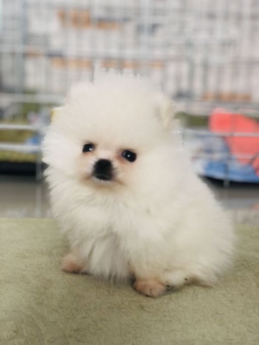 Манюні шпіци