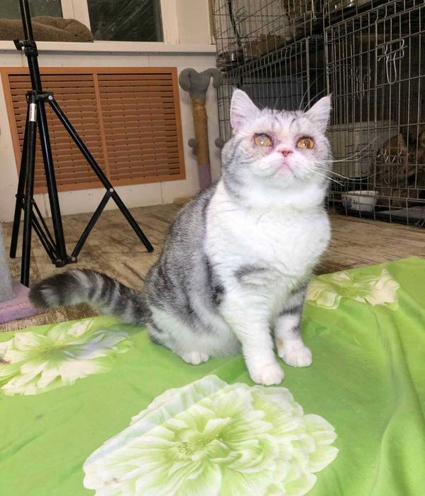 Толстушка Шотландская кошечка Пушинка, нежная и добрая, 1-3 годика