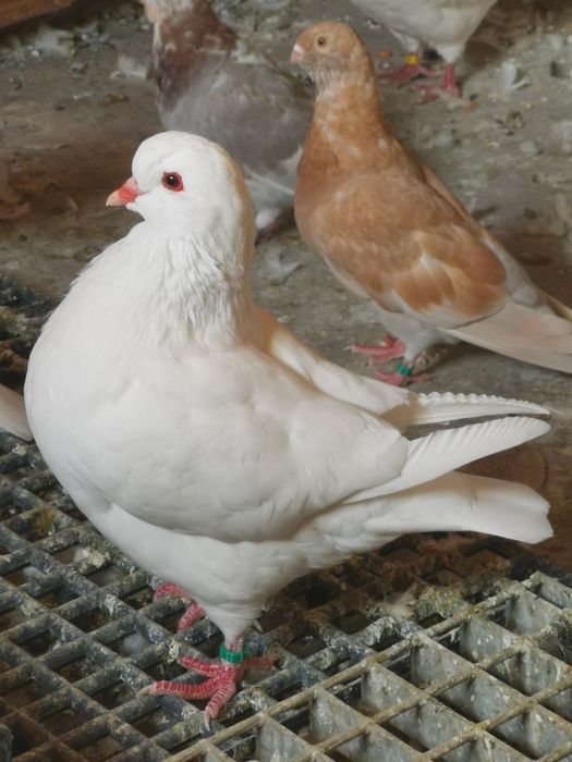 Pombos da raça King