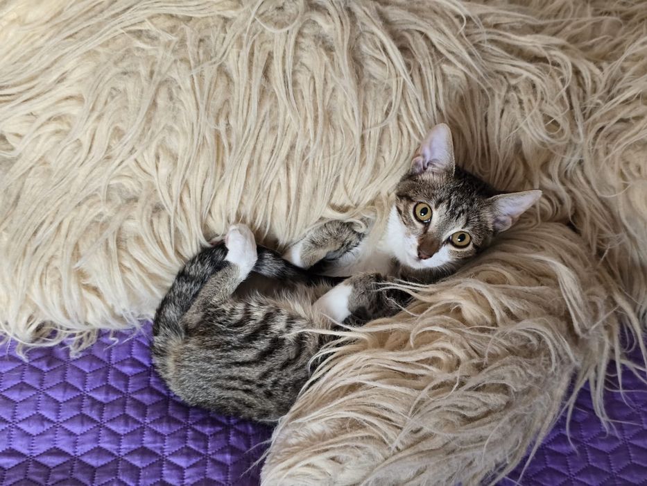 Cléo, para adoção