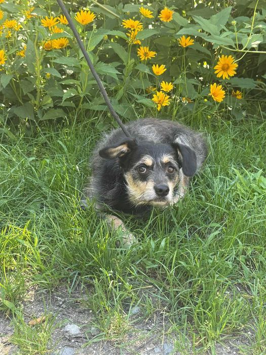 Fuks - mały, szorstkowłosy psiak poleca się do adopcji