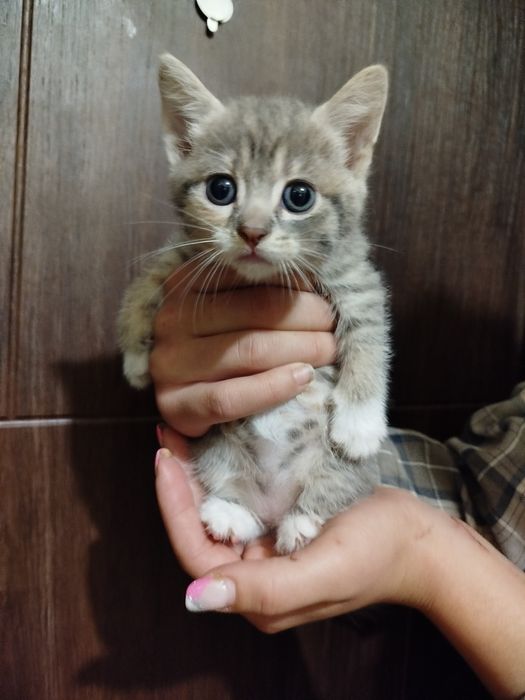 Віддам котенят в добрі руки