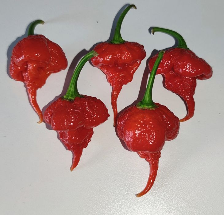 Sementes de pimentas