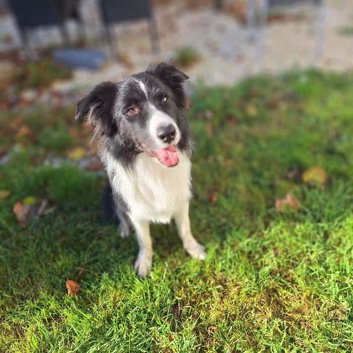 Hotelik dla psów PIESKOWO w Tuszynie k/Łodzi