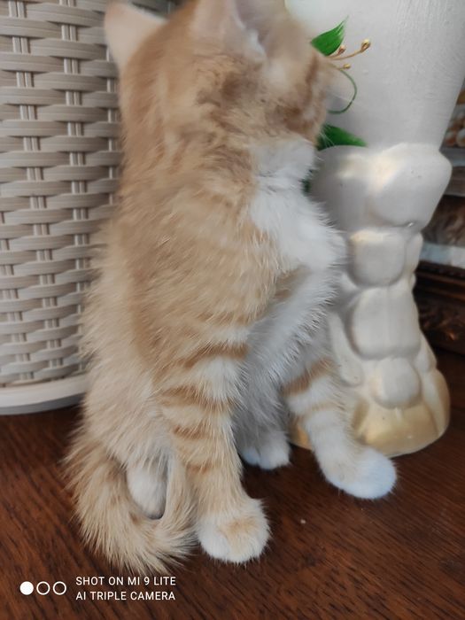 Котенята безкоштовно
