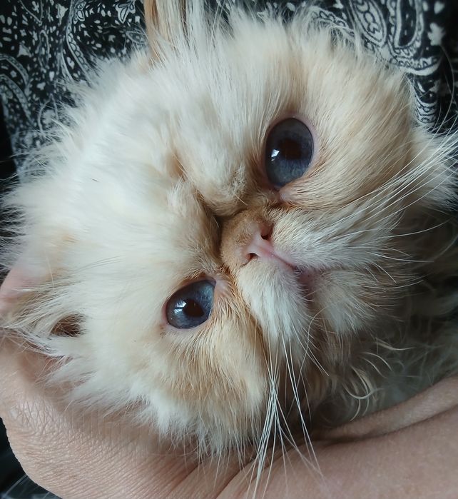 Вязка. Розмноження.Персидський кіт.